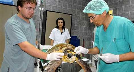 Kafatası kırılan caretta carettayı kurtardılar