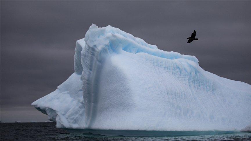 Antarktika'da ilk kuş gribi vakası görüldü