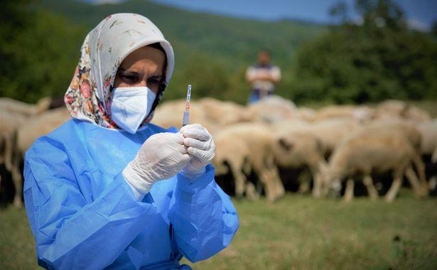 Sağlık çalışanları, koyun otlatan çobanlara Kovid-19 aşısı yaptı
