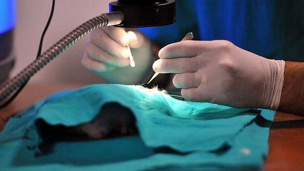 Sıçanlarda büyütülen pankreas diyabeti yok etti