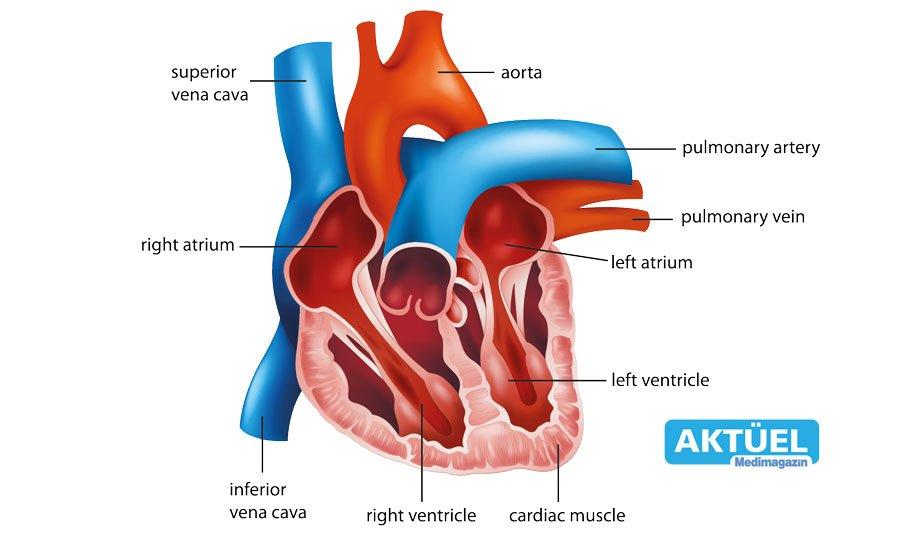 ARAŞTIRMA: COVID-19 sağ ventrikül fonksiyonunu bozuyor