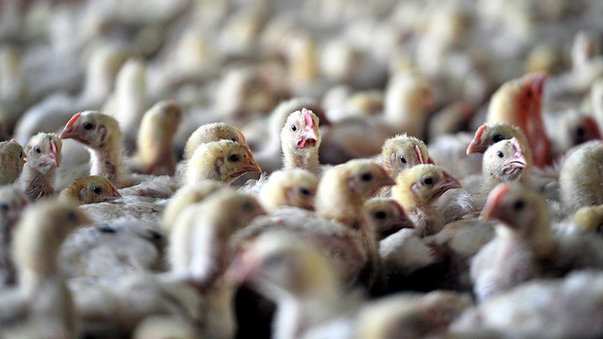 Avustralya'da ilk kez bir insanda H5N1 vakası bildirildi