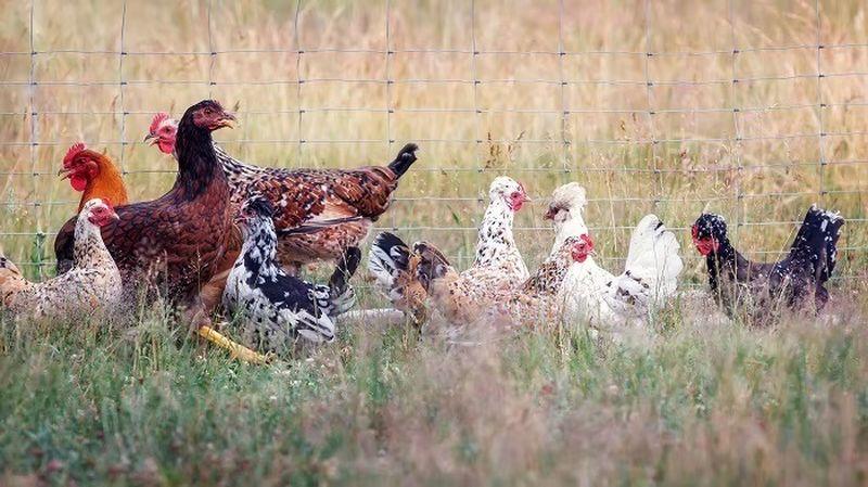 ABD'de kuş gribine bağlı ilk insan ölümü gerçekleşti