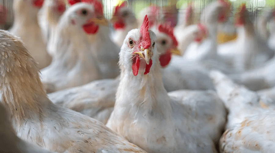 ABD'de H7N9 kuş gribi salgını: 2017'den bu yana ilk