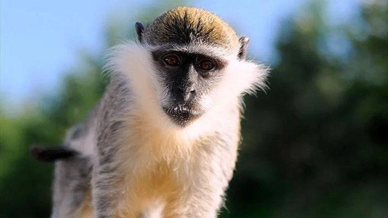 Hong Kong'da ilk kez bir kişide 'Monkey B' virüsü tespit edildi
