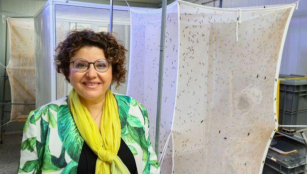 Türk bilim insanı 'sinekten' kozmetik hammaddesi üretti