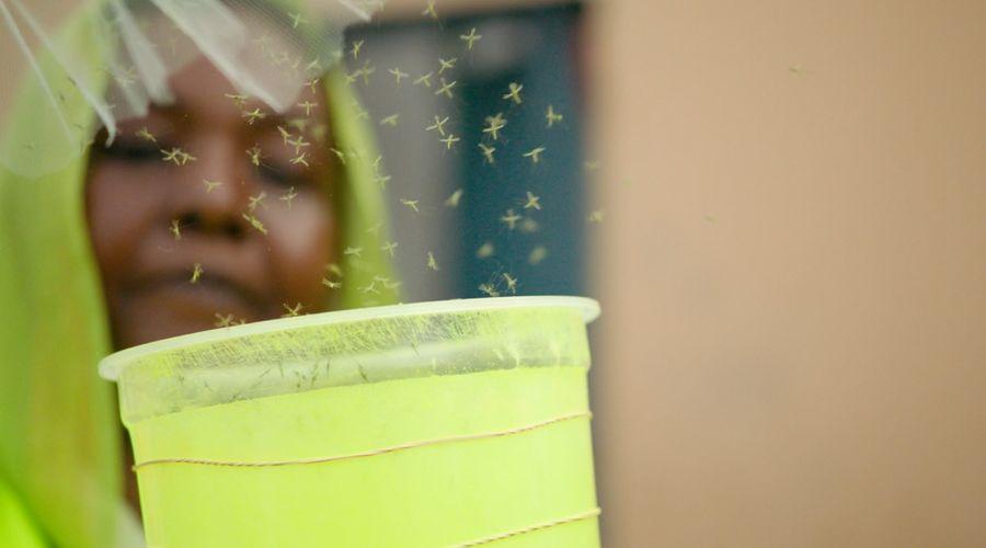 Cibuti’de sıtmayı karşı genetiği değiştirilmiş sivrisinekler doğaya salındı