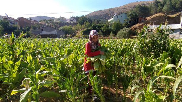 Sosyal medya hesabı yok: Tarlada çalışıp tıp fakültesi kazandı