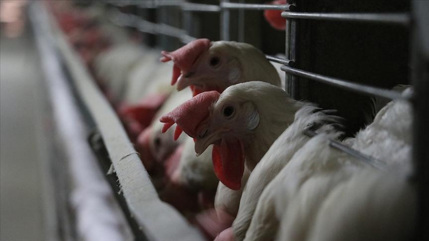 Konya'da kuş gribi vakası! Bakanlık tüm ayrıntıları paylaştı: Münferit bir vaka, derhal imha edildi