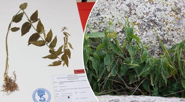 Çıldır Gölü'nde keşfedilen yeni bitki türü bilim dünyasını heyecanlandırdı