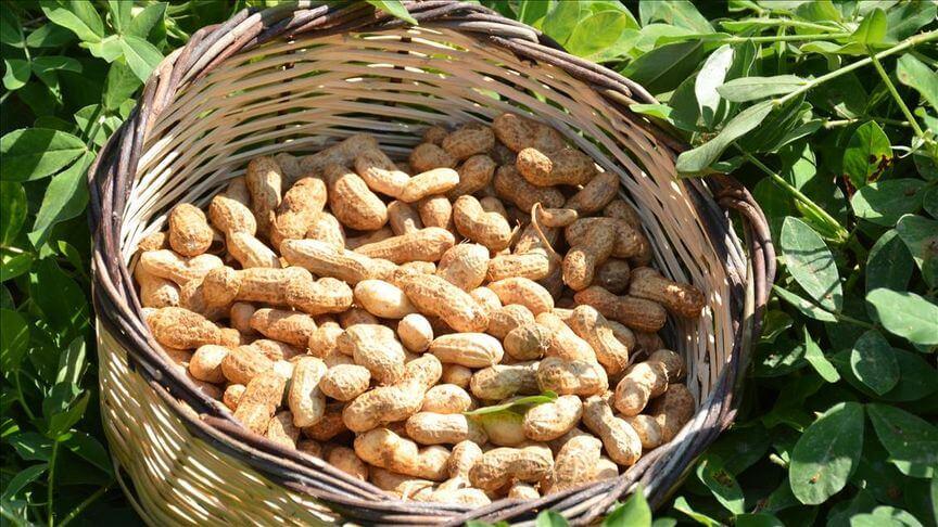 Çocuklukta yer fıstığı tüketmenin alerji riskini düşürdüğü belirlendi