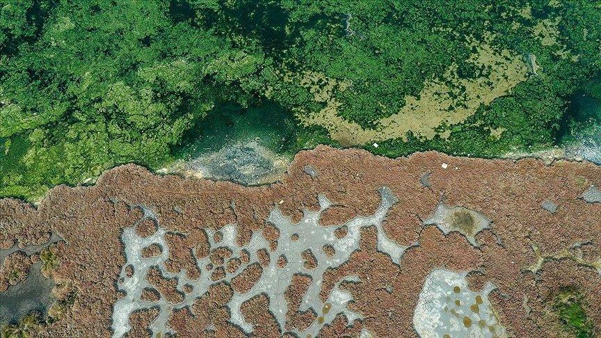 Nükleer savaşta insanlığı kurtarabilecek yeni besin kaynağı keşfedildi