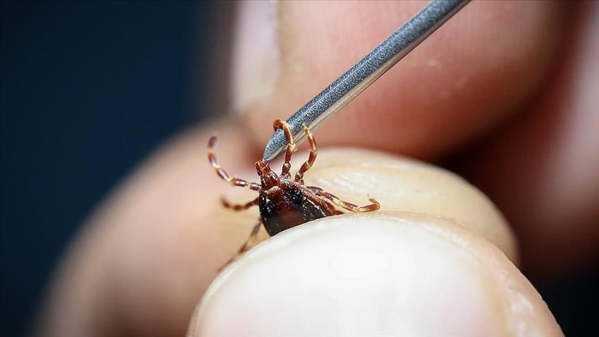 İstanbul'da görülen kenenin türü belirlendi! 'Rhipicephalus' tehlike oluşturmuyor