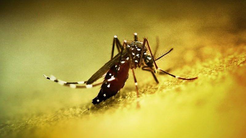 Chikungunya salgını yayıldı: Çin'de halk sağlığı acil durumu ilan edildi