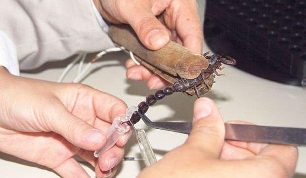 Tıp için 500 akreple yaşıyorlar