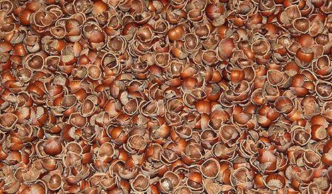 Fındık kabuğundan kanser ilacı üretilecek
