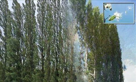 Kavak ağaçları polen suçlusu değil
