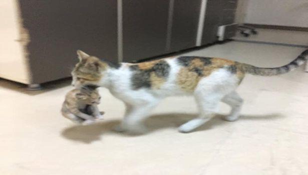 Anne kedi, hasta olan yavrusunu acil servise böyle getirdi