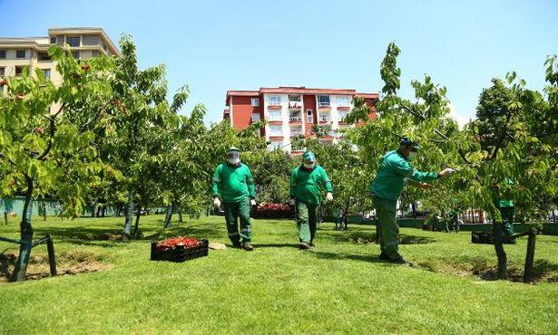 Sağlık kahramanları için 500 kilogram kiraz topladılar