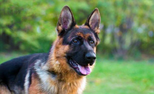 Eğitimli köpekler, koronavirüs hastalarını tespit ediyor
