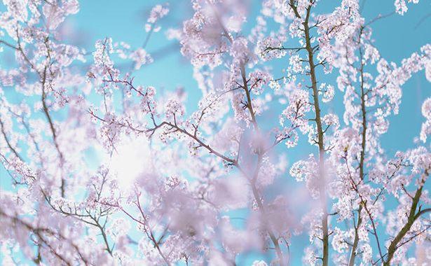 Başakşehir Şehir Hastanesine ismi verilen Çam ve sakura ne demek?