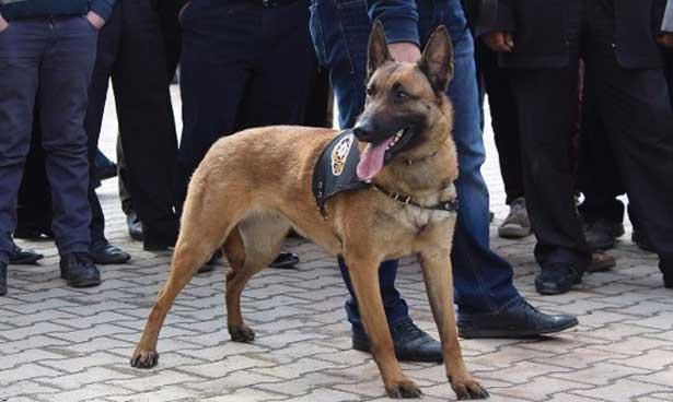 Köpekler, diyabetli hastanın ketoasidoza girmesini önleyecek!