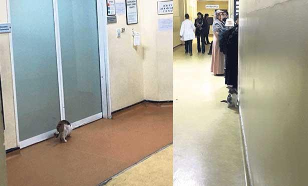 ‘Çapa Tıp’ta doktorlar kedi kovalıyor’