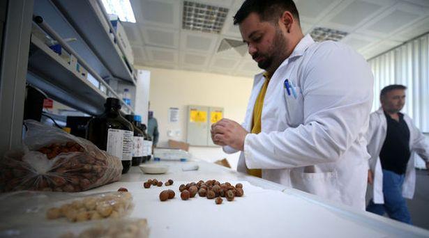 Düzce Üniversitesi araştırmaları sonucu fındık atıklarından kemoterapi ilacı etken maddesini elde etti  