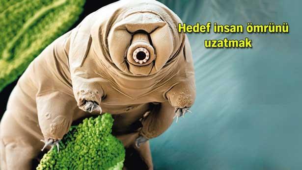Uzayda bile yaşayabilen ölümsüz canlının sırrını çözmek için çalışıyorlar