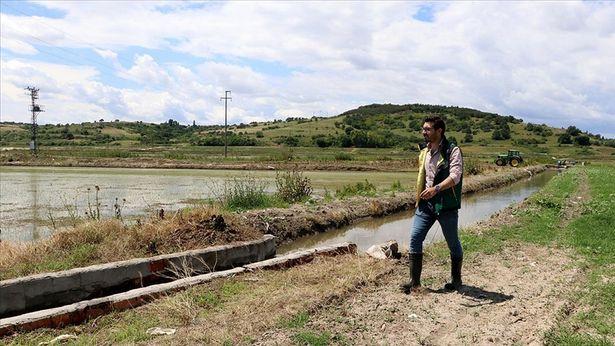 Hastanedeki görevinden istifa eden doktor çeltik üreticisi oldu