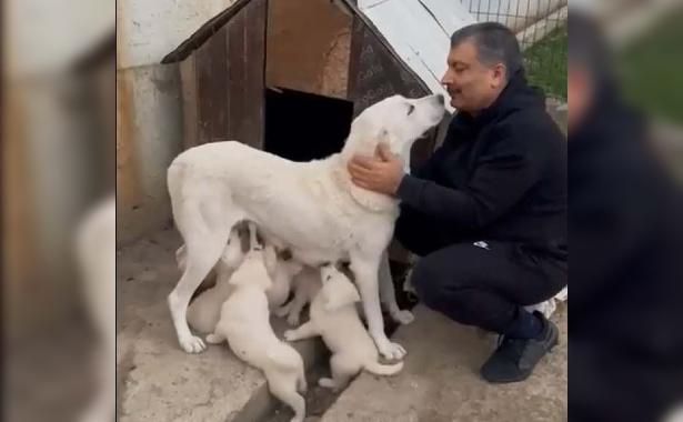 Sağlık Bakanı Koca'nın en çok izlenen paylaşımı 'doğum yapan köpeğinin videosu' oldu