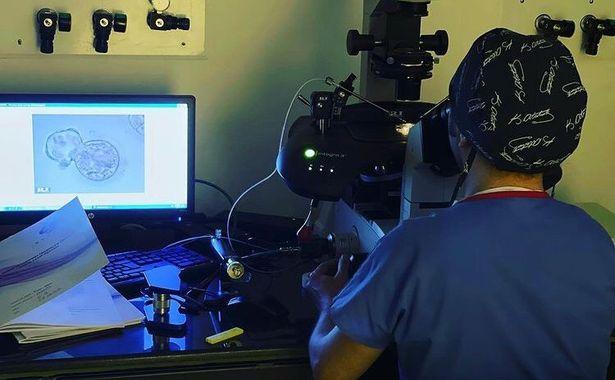 Embriyolar laboratuvar ortamında 16-19 günlük aşamaya kadar geliştirildi