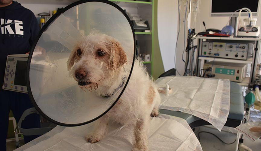 Tek gözü görmeyen köpeğe katarakt ameliyatı yapıldı
