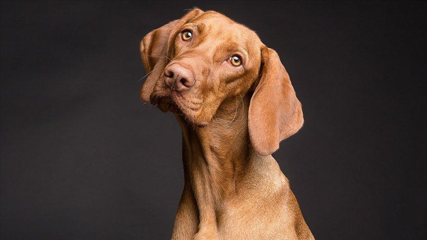 Araştırma: Köpekler strese bağlı nefes değişikliklerini ve terlemeyi algılayabiliyor