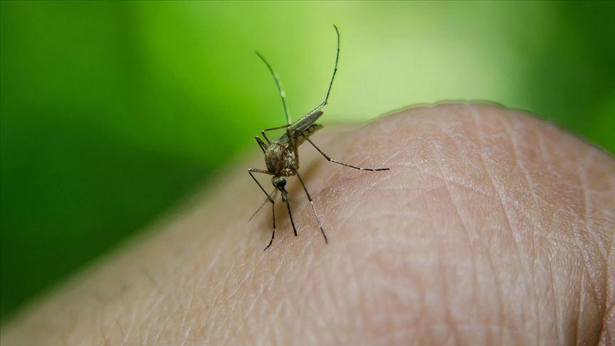 Yunanistan'da can aldı, Türkiye için uyarı geldi: Aşısı ve etkili bir antiviral ajan yok