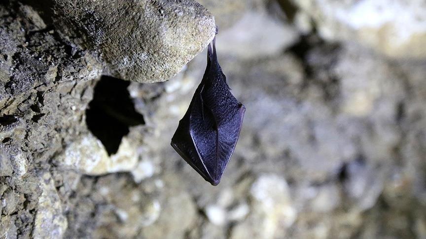 Yarasalarda aşılara dirençli yeni corona virüs: Khosta-2
