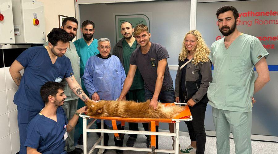 Azı dişi kırılan köpeğe kanal tedavisi ve dolgu yapıldı
