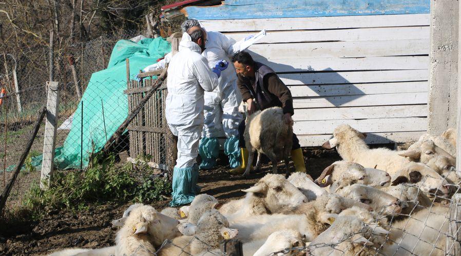 Zonguldak'ta hayvanlarda çiçek hastalığı: 50 köy karantinada