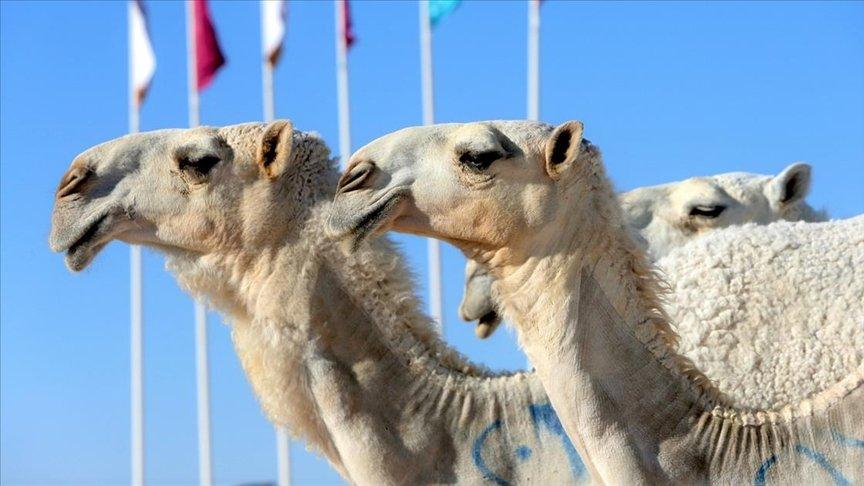 Yeni salgın alarmı: Deve gribi her üç kişiden birini öldürüyor