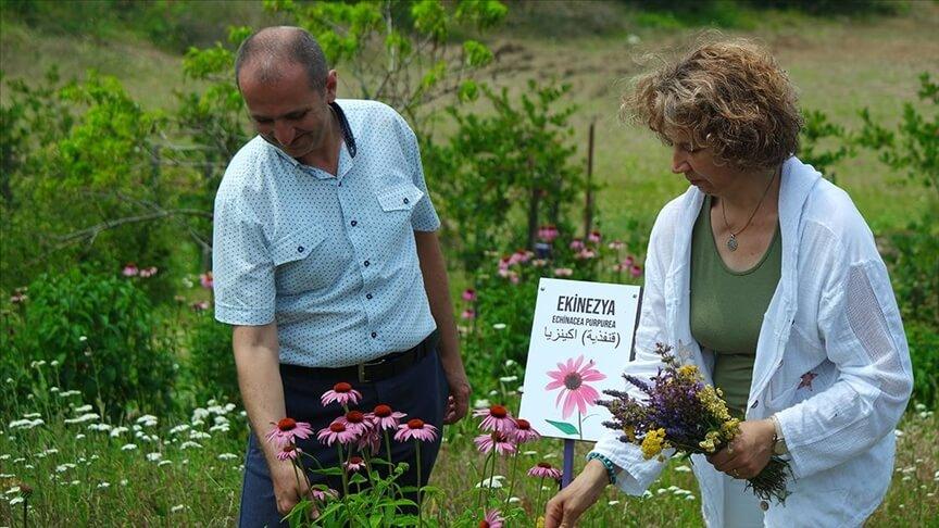 Bursalı doktorun 10 dönümlük tıbbi aromatik bahçesi doğaseverleri ağırlıyor