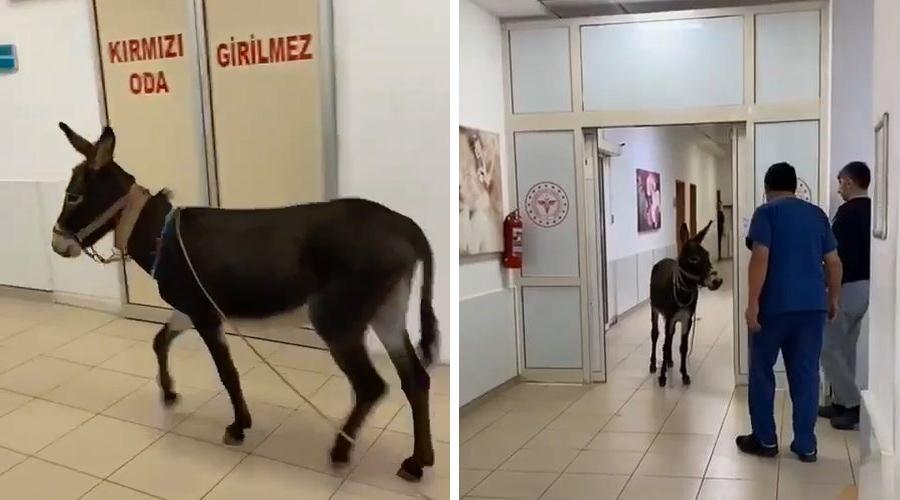 Yalova'da bir eşek, hastanenin acil servisine girdi; o anlar kamerada