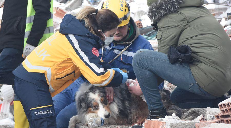 Fransız ekibin çalışmalarda yaralanan köpeği 'Leader'a sağlık çalışanı şefkati