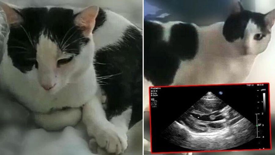 İlk kez teşhis edildi! Tekir kedi, kalp kapakçığı tümörüyle literatüre girdi