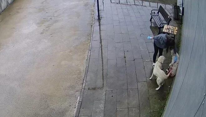 Tüfekle vurulan köpek hastaneye sığındı, yardımına sağlık çalışanı koştu