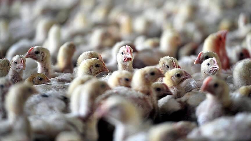 Denizli ve Afyonkarahisar'da kuş gribi nedeniyle 6.5 milyon kanatlı hayvan itlaf edildi