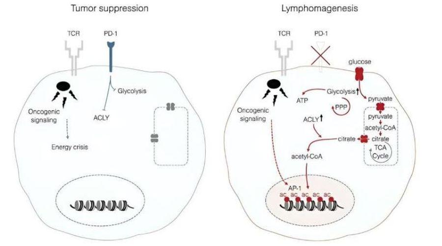 Çığır açan keşif: Protein PD-1'in lenfoma büyümesindeki rolü ortaya çıktı
