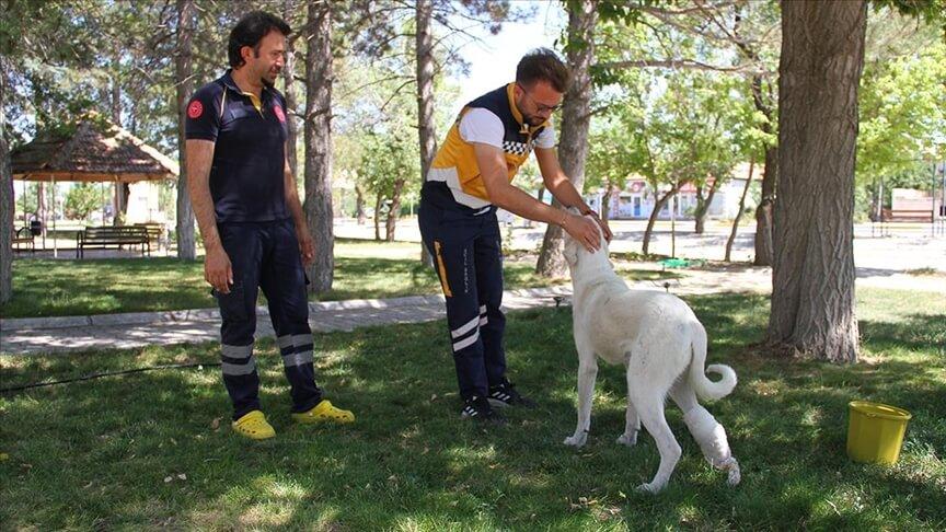 Ayağı yaralı köpek 'Mahoni'ye 112 çalışanları sahip çıktı