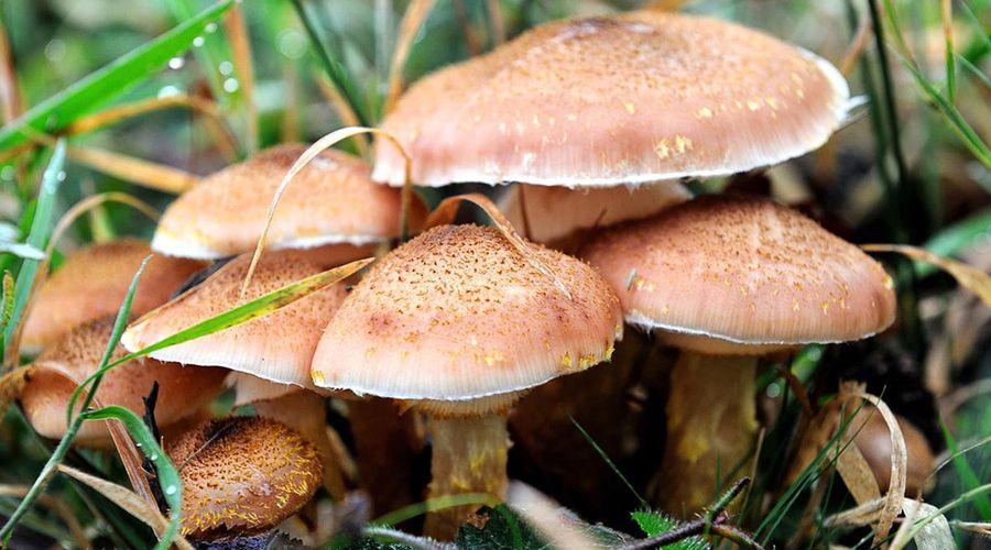 Sağlık Bakanı Koca'dan zehirli mantar uyarısı