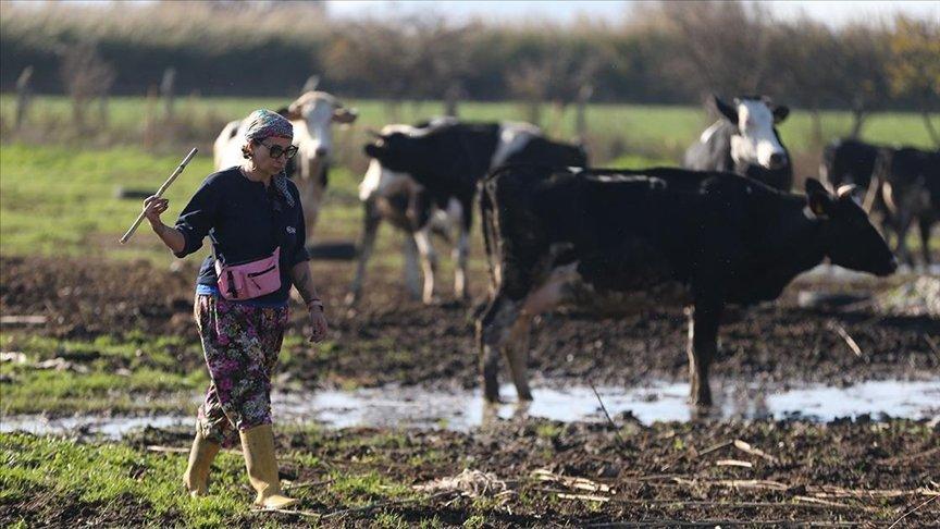İstanbul'daki işini bırakan psikolog Balıkesir'de süt çiftliği kurdu
