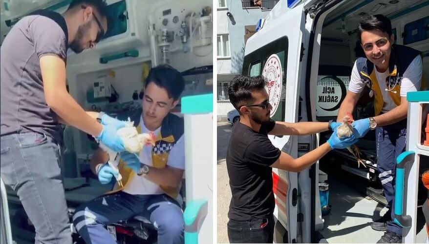 Bursa'da sağlık ekipleri yaralı tavuğa ambulansta müdahale etti